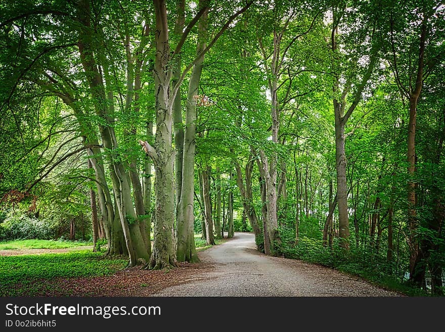 Tree, Woodland, Green, Nature