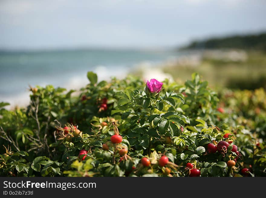 Flower, Vegetation, Plant, Flora