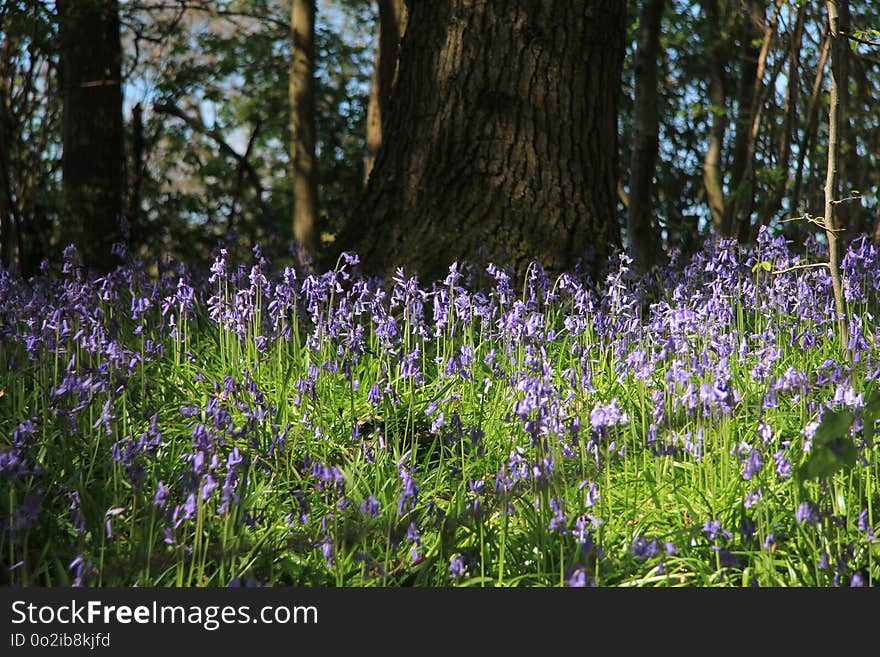 Plant, Flower, Flora, Ecosystem