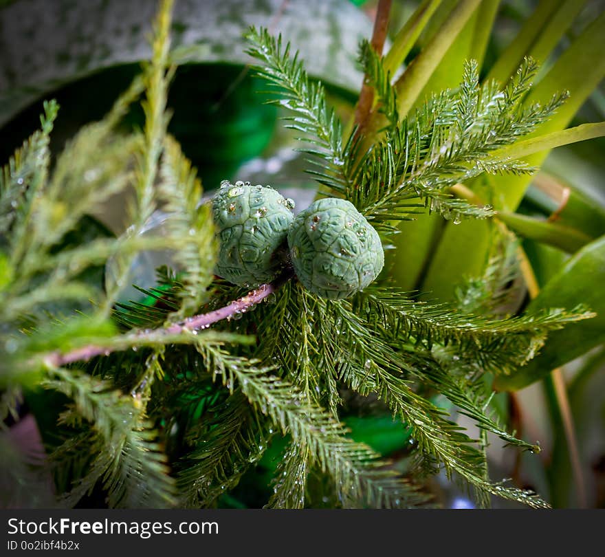 Tree, Pine Family, Branch, Close Up