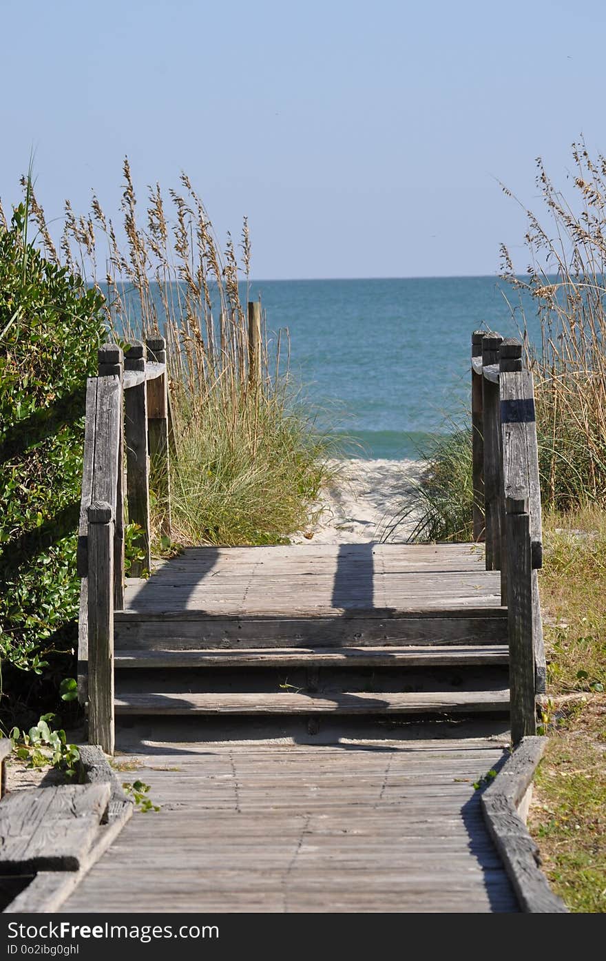 Walkway, Boardwalk, Wood, Tree