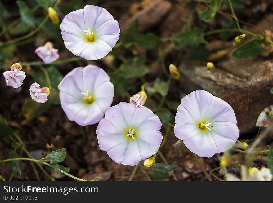 Flower, Plant, Flora, Wildflower