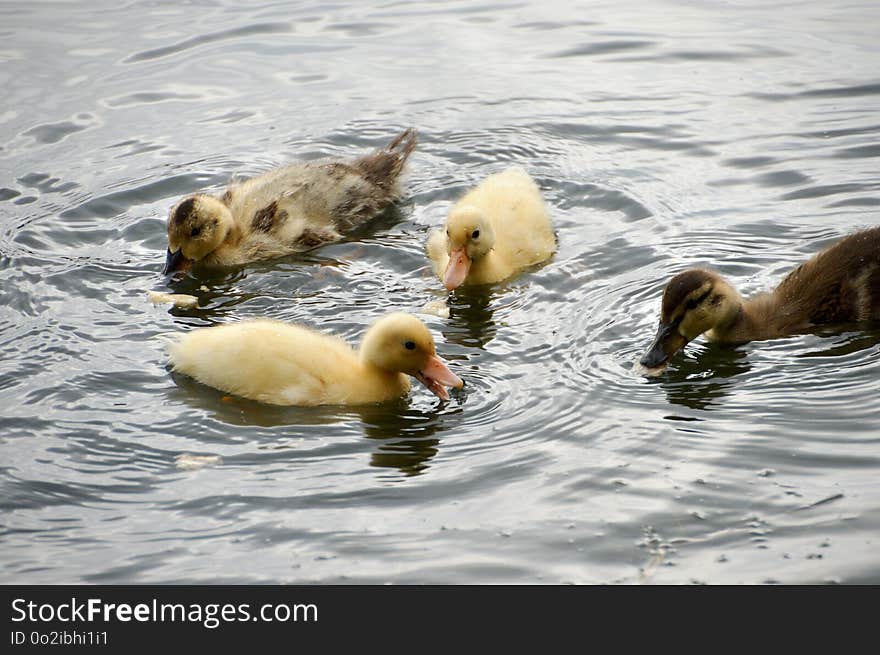 Duck, Bird, Water Bird, Fauna