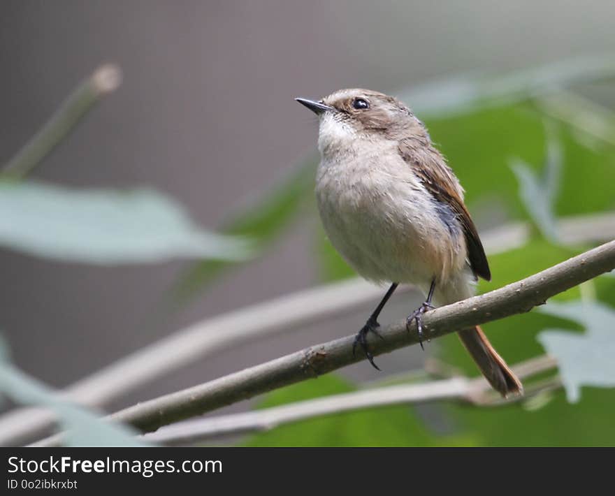 Bird, Fauna, Beak, Wren