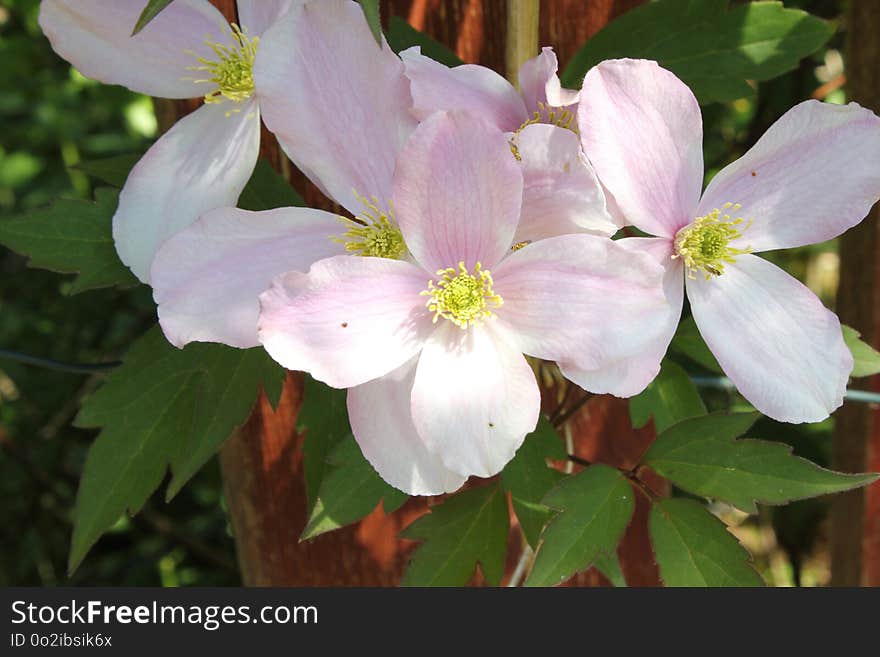 Flower, Plant, Flowering Plant, Clematis