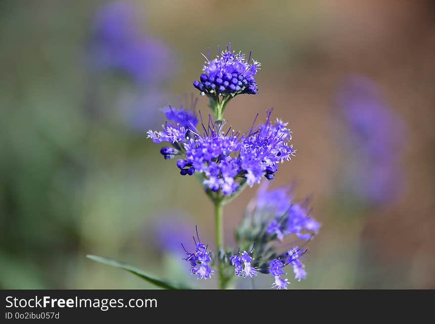 Flower, Purple, Plant, Flora