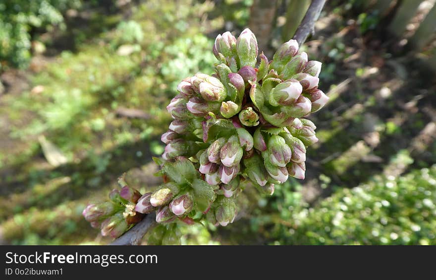 Plant, Flora, Flower, Spring