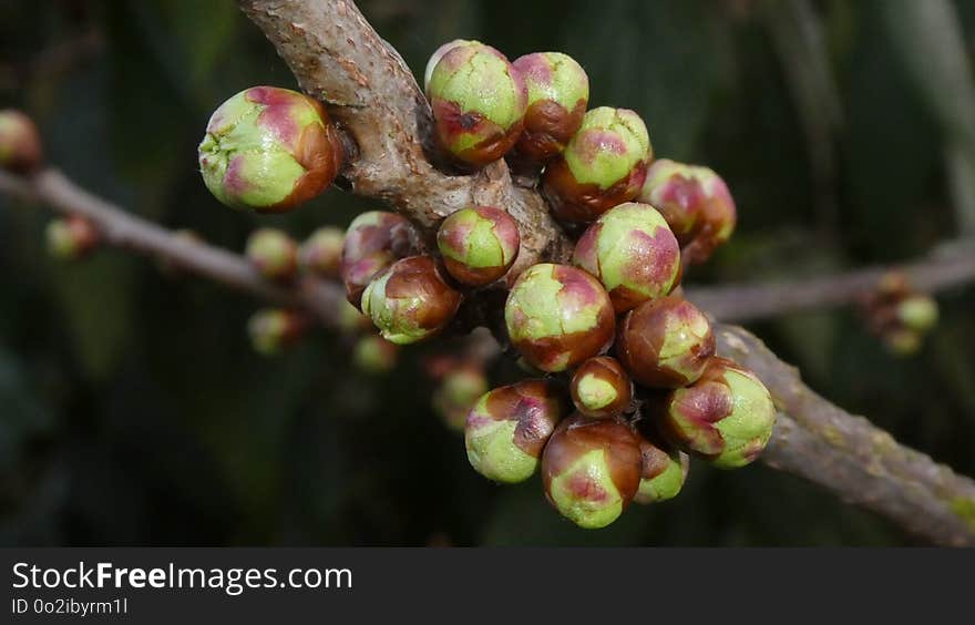 Fruit, Bud, Branch, Plant Stem