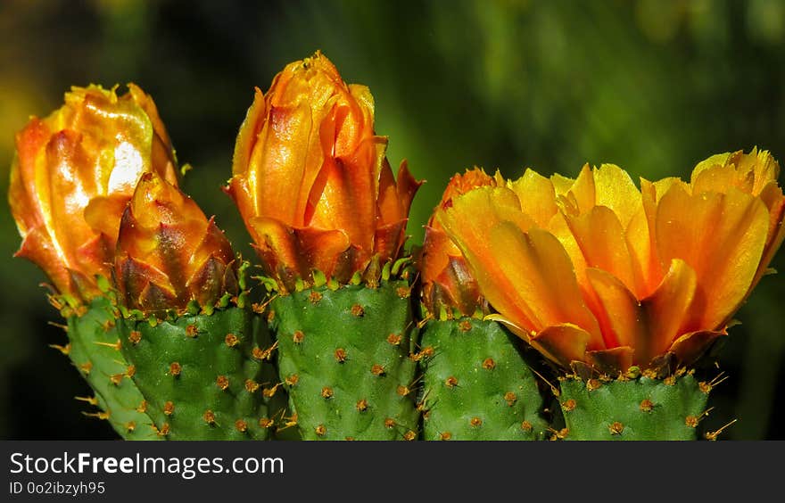 Plant, Vegetation, Flowering Plant, Cactus