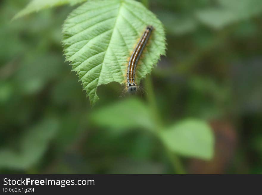 Larva, Leaf, Vegetation, Insect