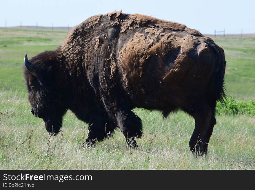 Cattle Like Mammal, Bison, Grassland, Grazing