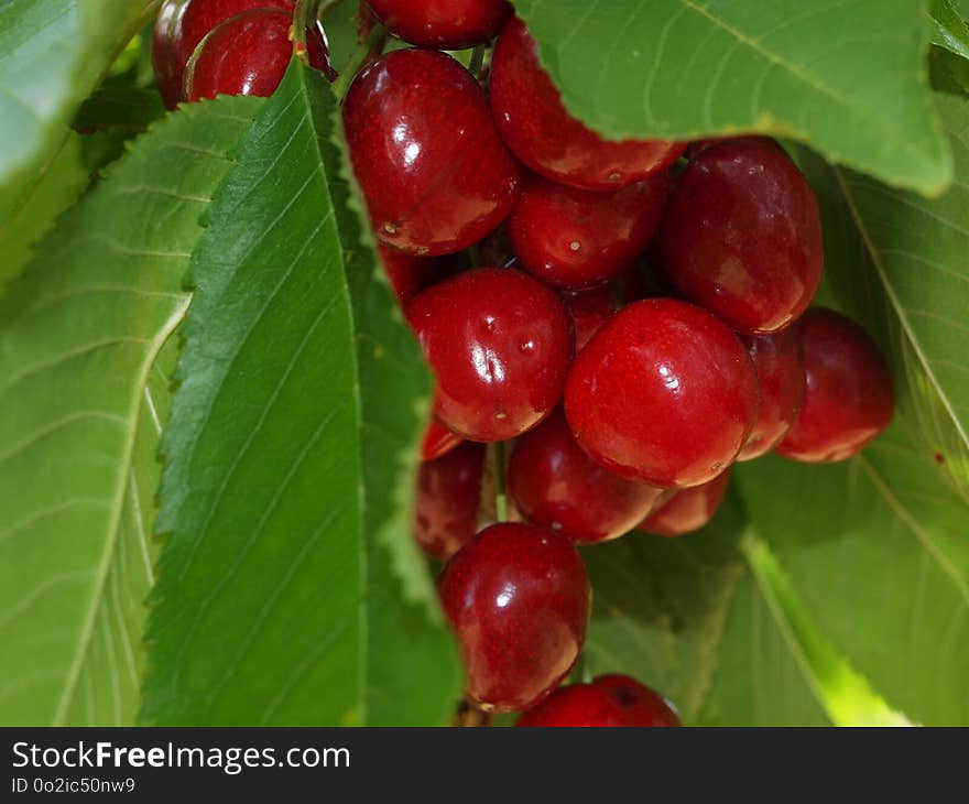 Cherry, Fruit, Berry, Natural Foods