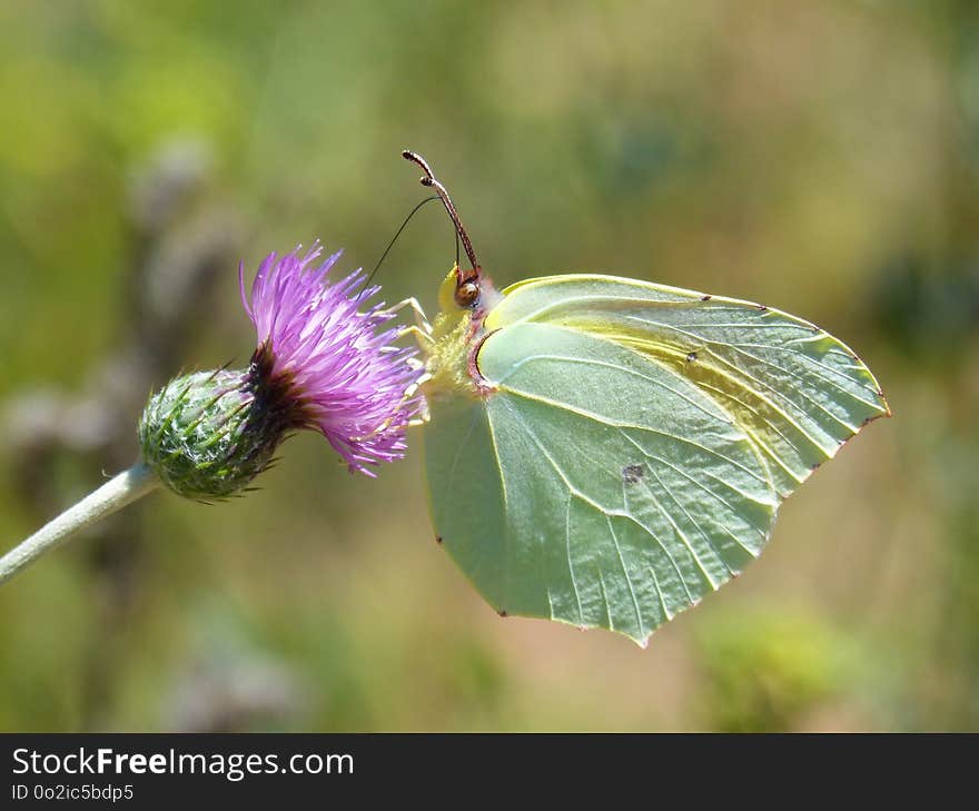 Butterfly, Insect, Moths And Butterflies, Brush Footed Butterfly