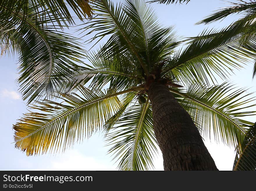 Sky, Tree, Vegetation, Palm Tree