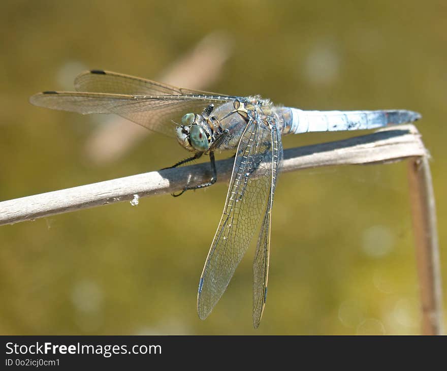 Dragonfly, Insect, Dragonflies And Damseflies, Damselfly