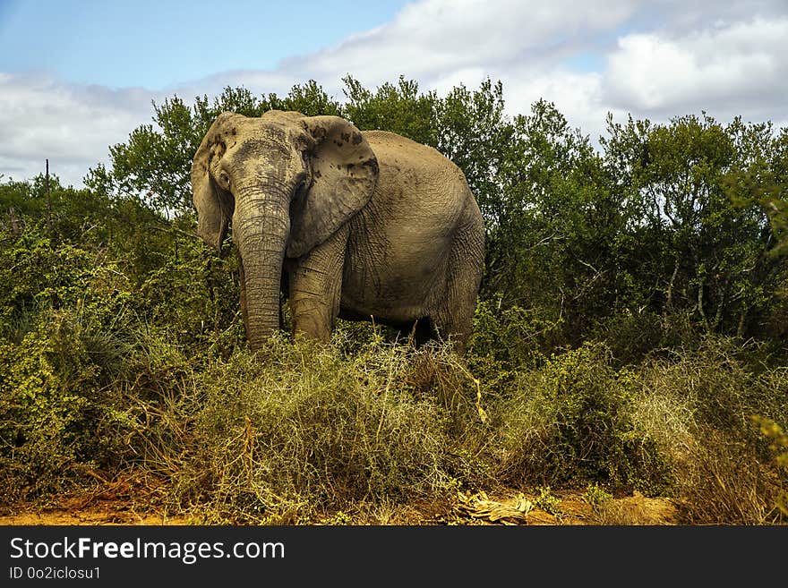 Elephants And Mammoths, Elephant, Wildlife, Indian Elephant