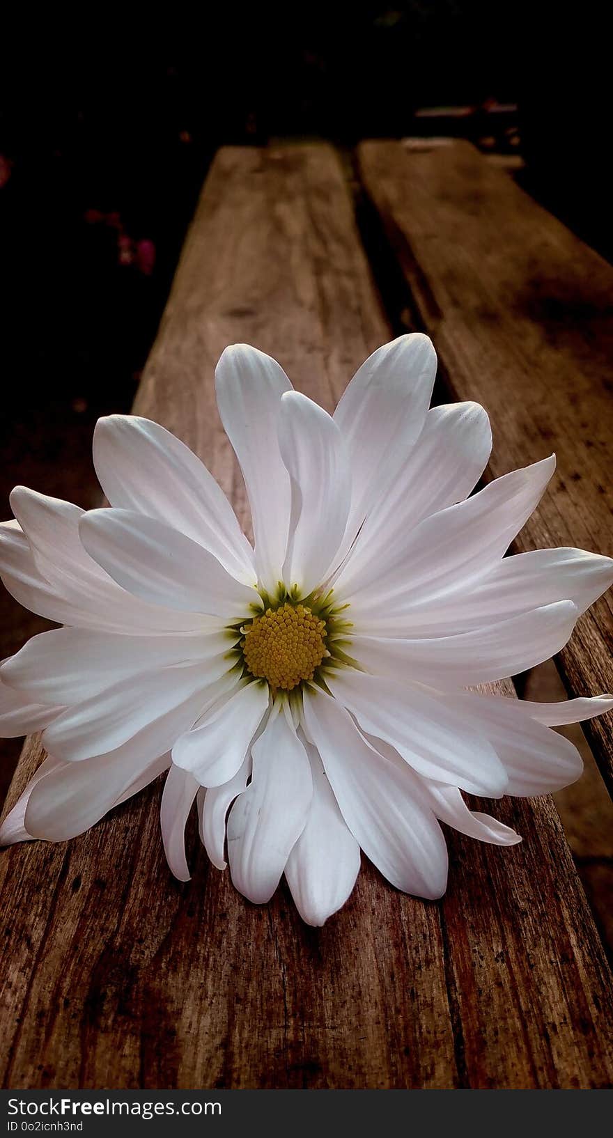 Flower, White, Flora, Plant