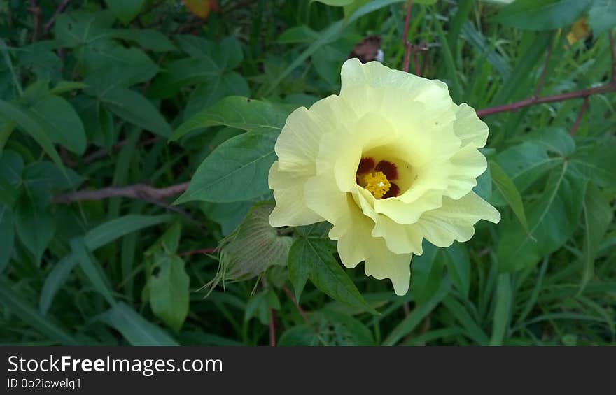 Flower, Plant, Vegetation, Flowering Plant