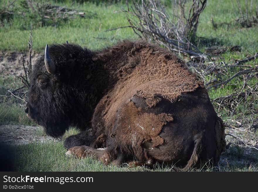 Bison, Cattle Like Mammal, Terrestrial Animal, Nature Reserve