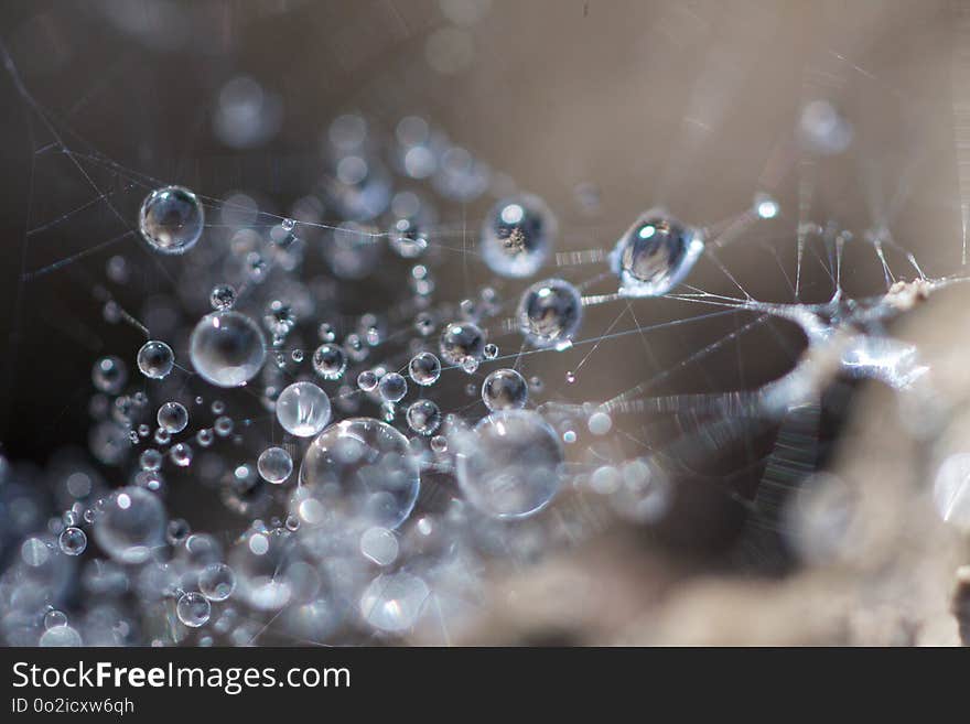 Water, Moisture, Dew, Macro Photography