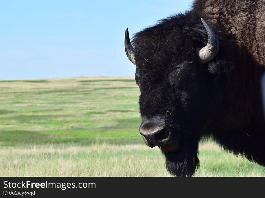 Cattle Like Mammal, Bison, Grassland, Highland