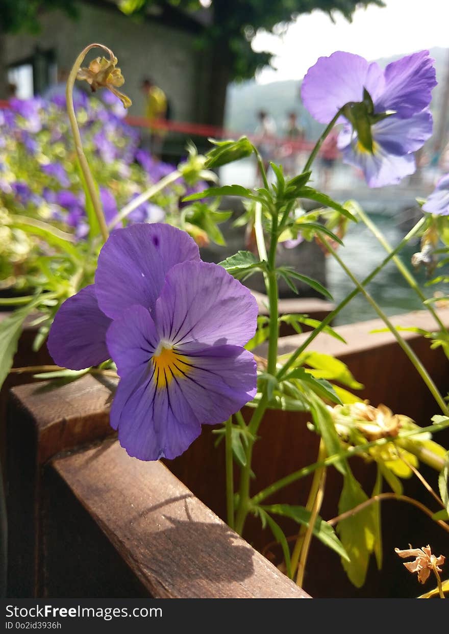 Flower, Plant, Flora, Purple