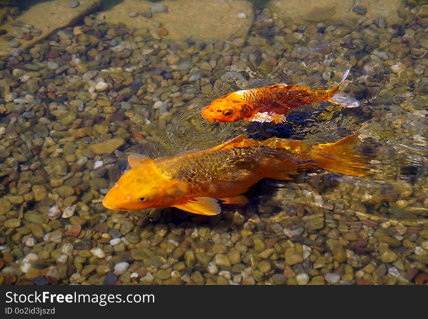 Marine Biology, Fauna, Water, Fish