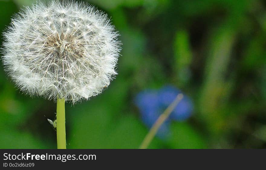 Dandelion, Flower, Close Up, Flora