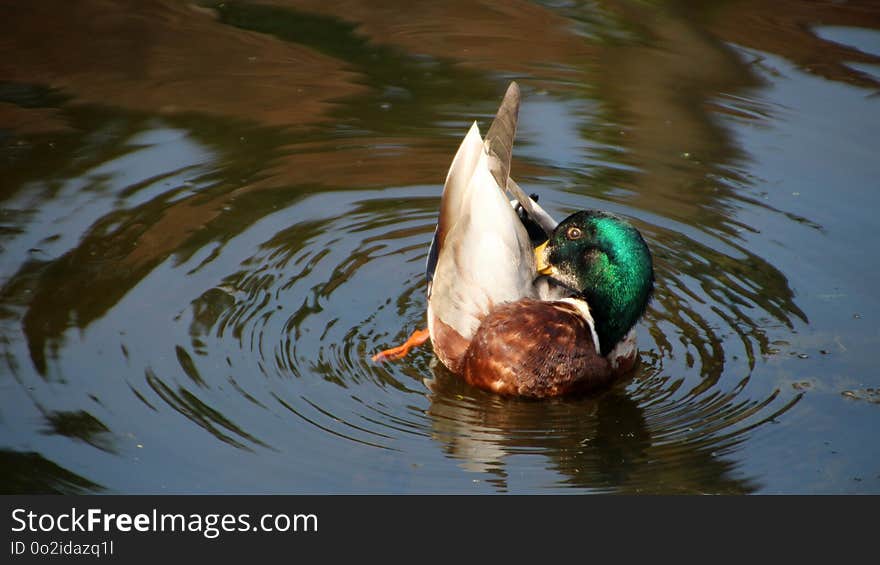 Duck, Bird, Water Bird, Water