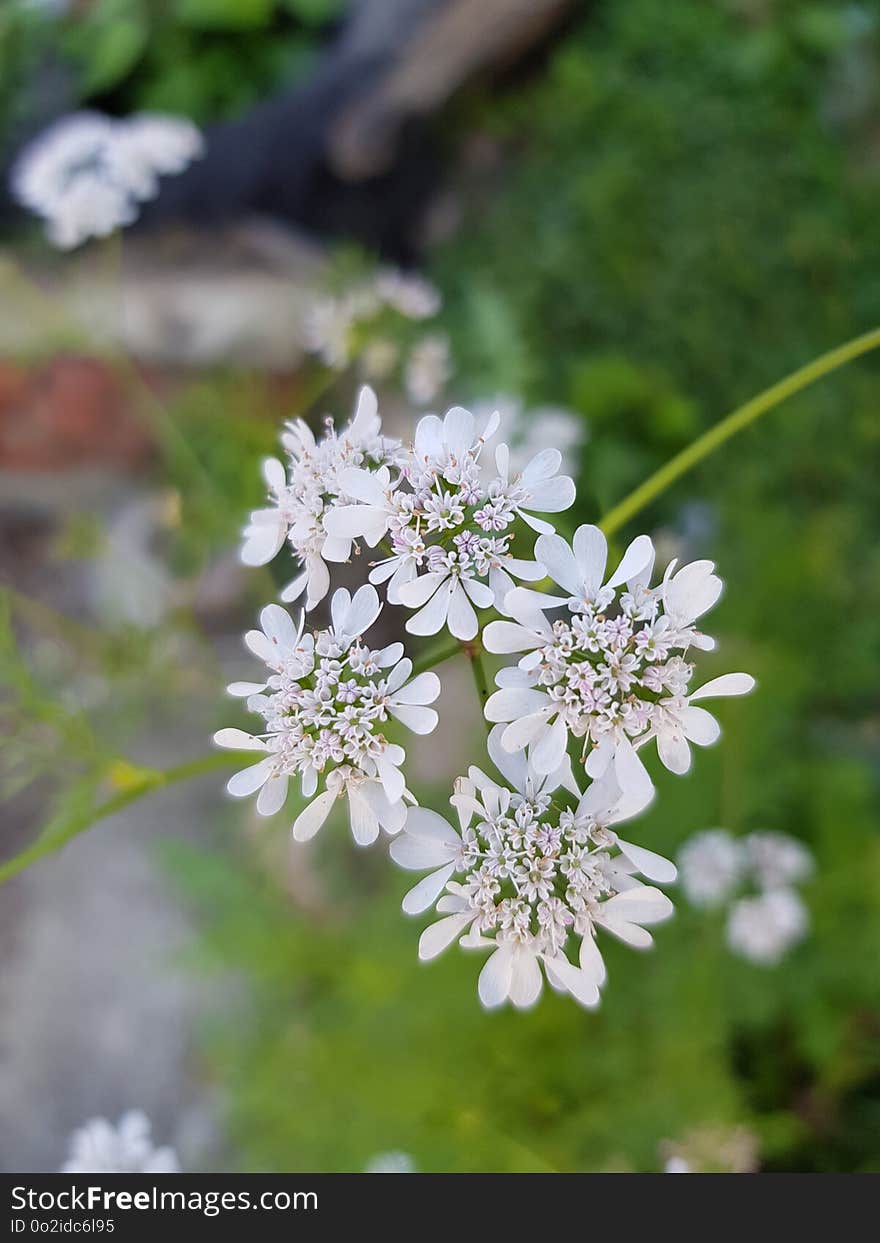 Flower, Plant, Flora, Cow Parsley