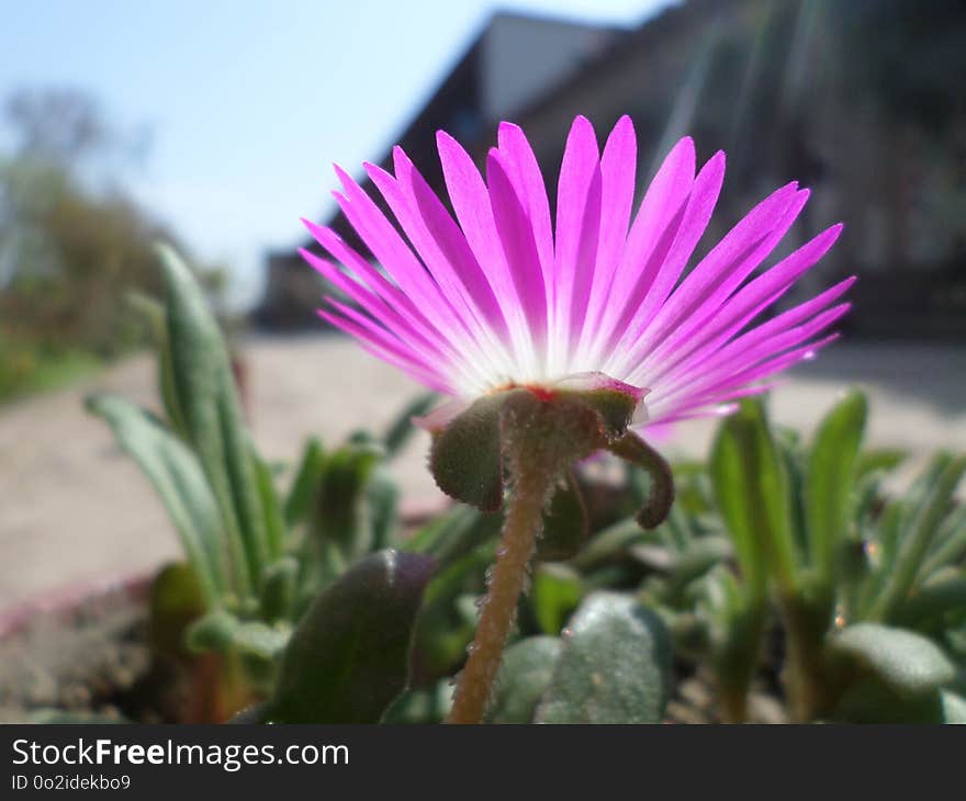 Flower, Plant, Flora, Flowering Plant