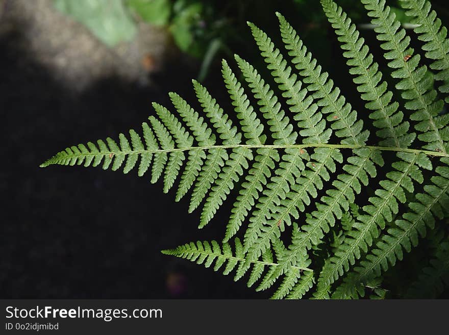 Plant, Ferns And Horsetails, Fern, Ostrich Fern