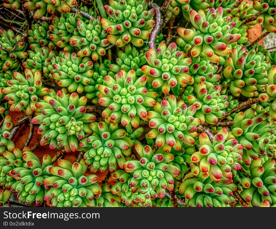 Plant, Fruit, Tree, Groundcover