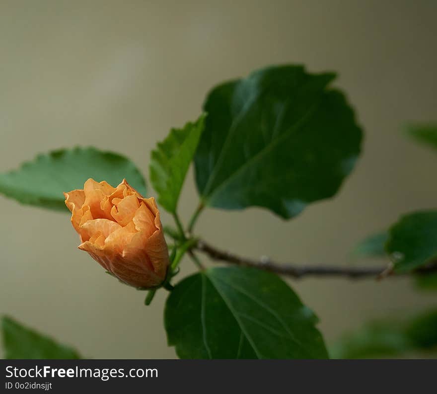 Leaf, Bud, Plant, Plant Stem