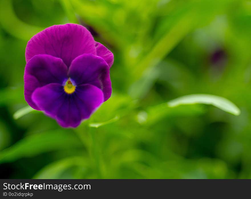 Flower, Purple, Violet, Pansy