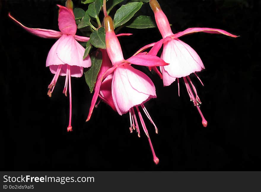 Flower, Plant, Pink, Flora