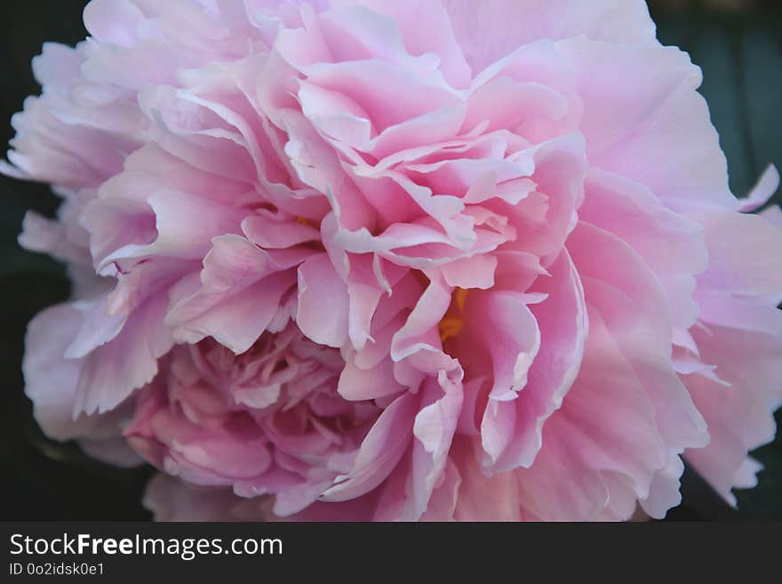 Flower, Pink, Peony, Plant