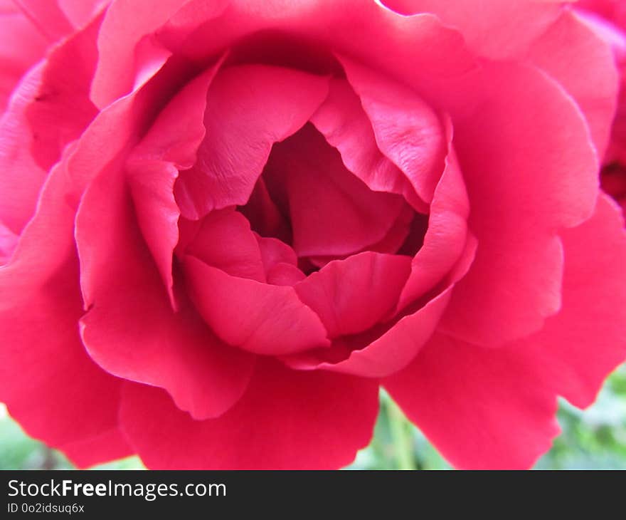 Rose, Flower, Pink, Floribunda