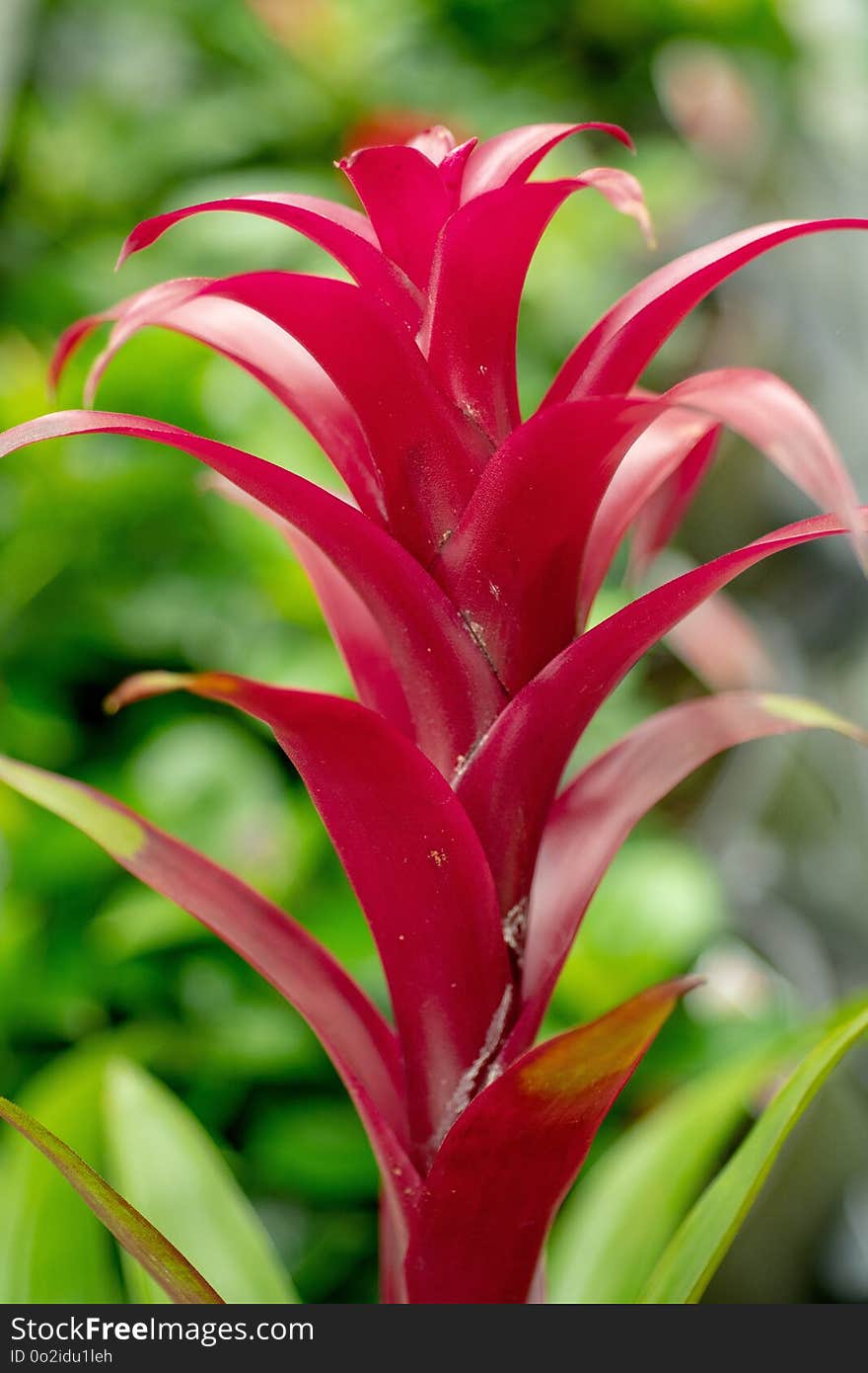 Plant, Flora, Vegetation, Heliconia