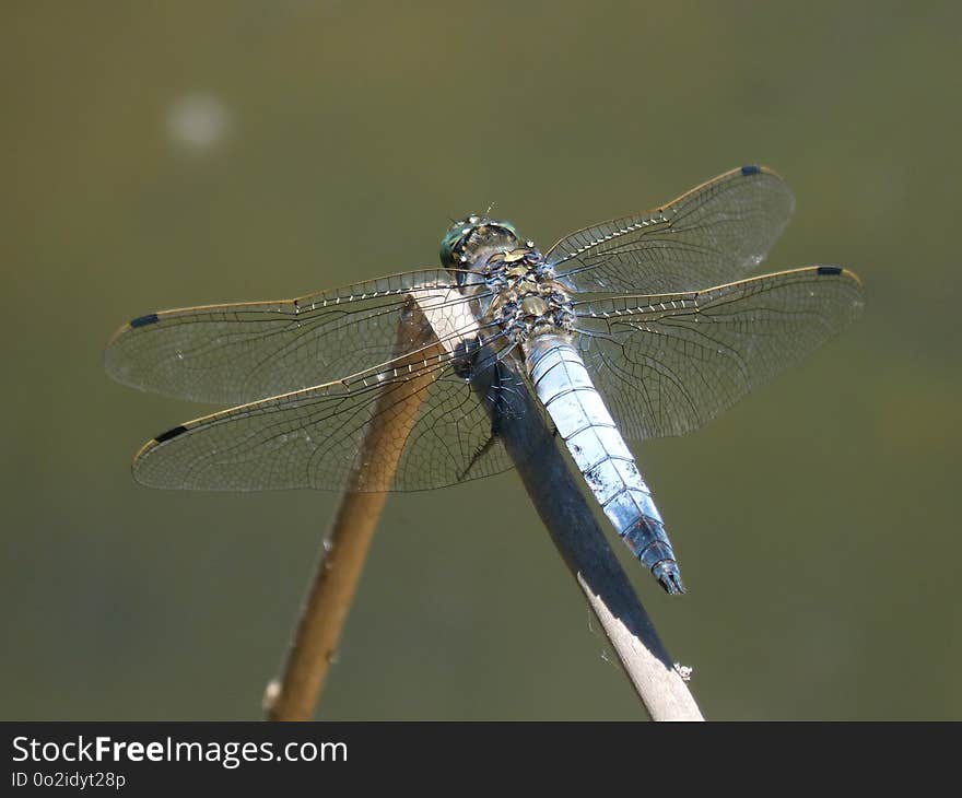 Dragonfly, Insect, Dragonflies And Damseflies, Damselfly