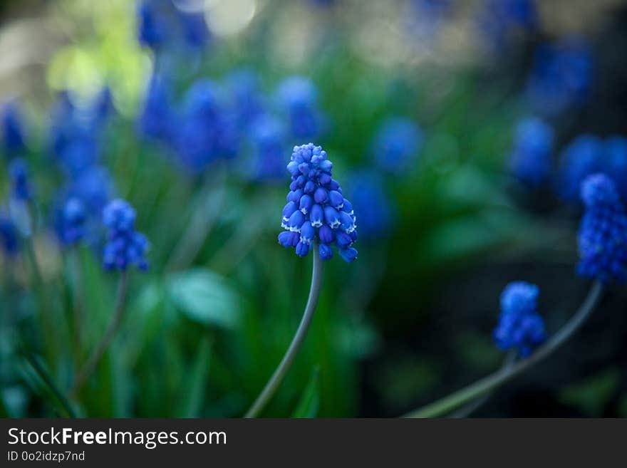 Blue, Flower, Hyacinth, Plant