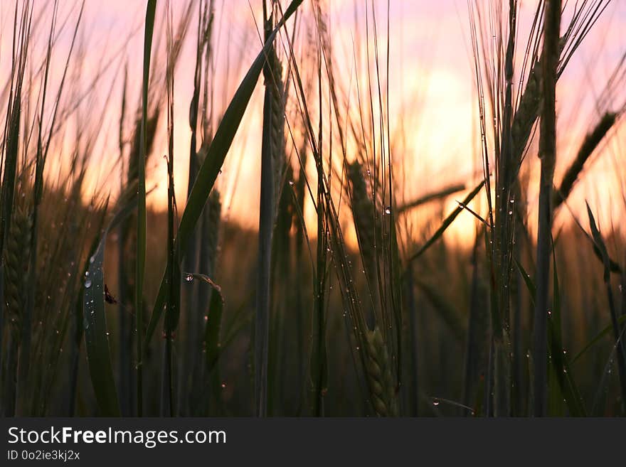 Grass, Light, Sunlight, Morning