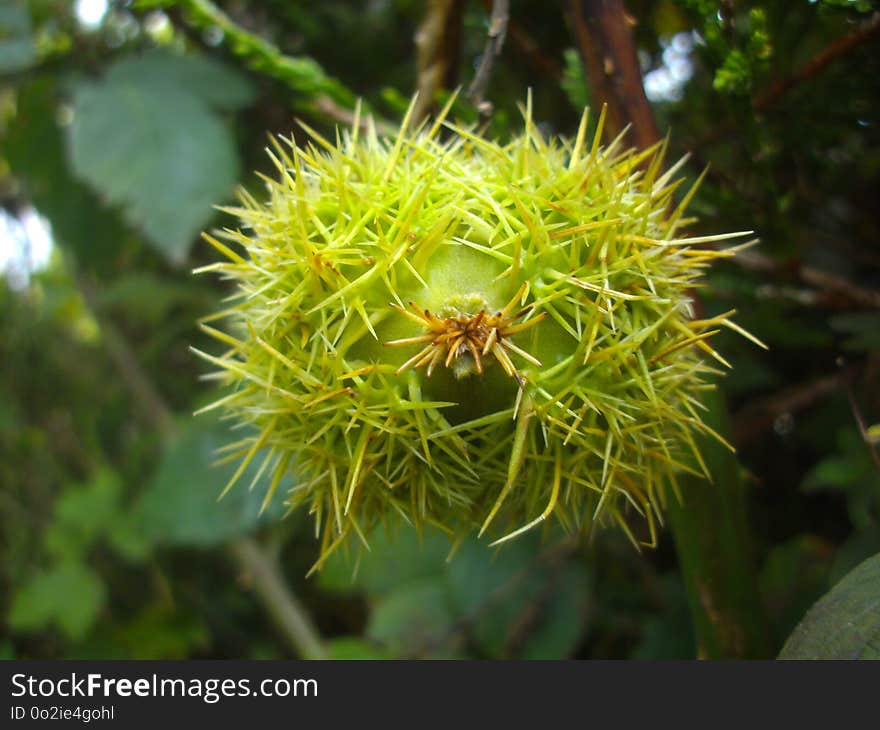 Flora, Plant, Flower, Rambutan