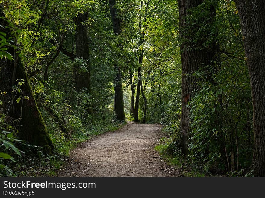 Forest, Woodland, Nature, Vegetation