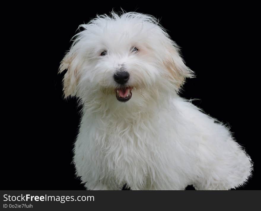 Dog Like Mammal, Dog, Dog Breed, Coton De Tulear