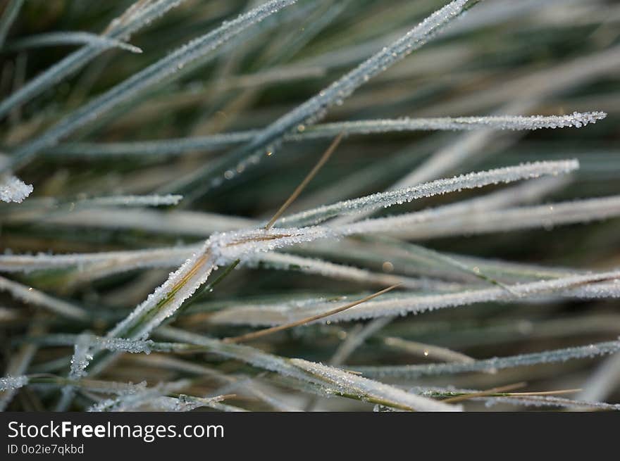 Close Up, Frost, Twig, Branch