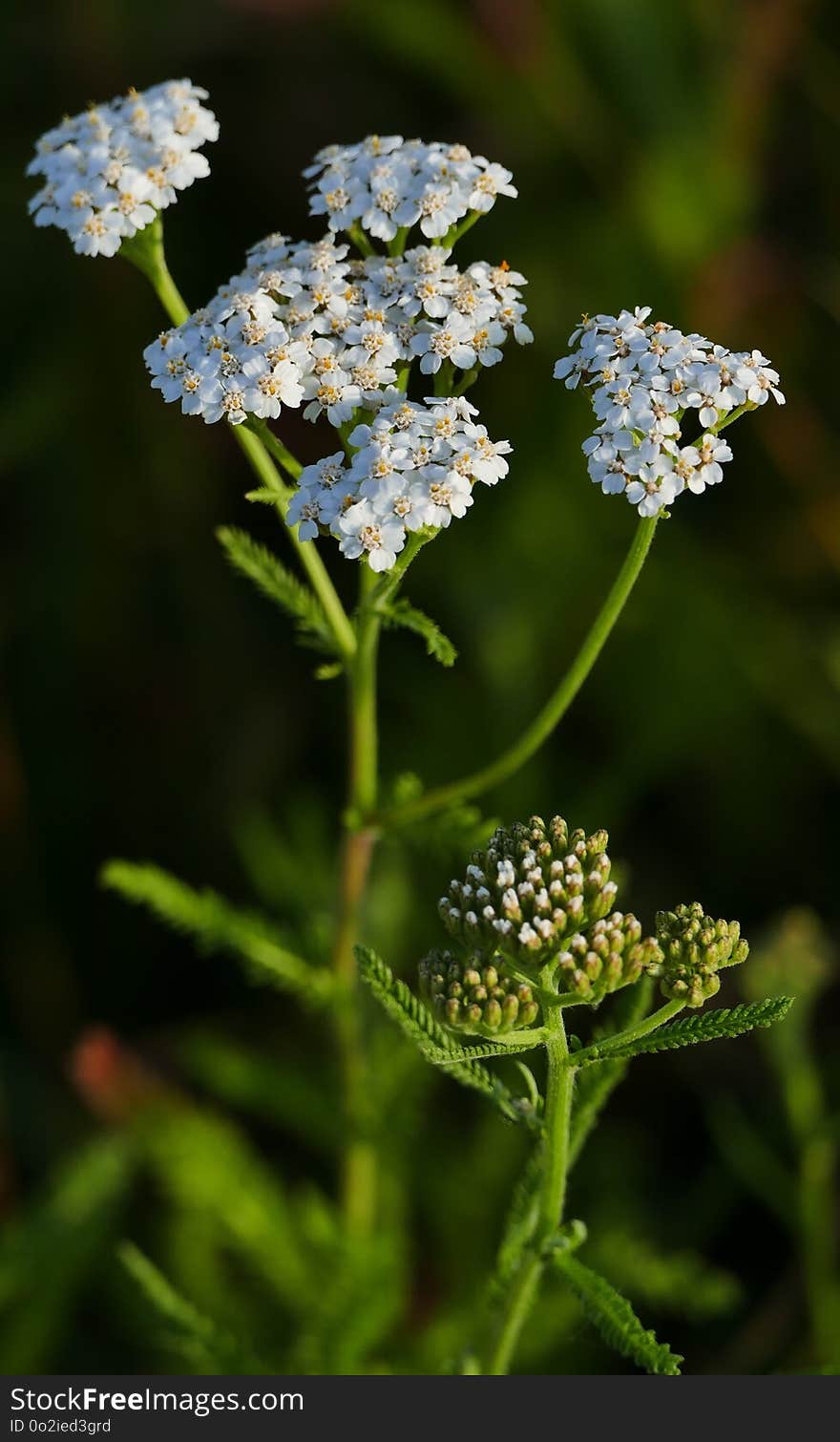 Yarrow, Flower, Cow Parsley, Plant