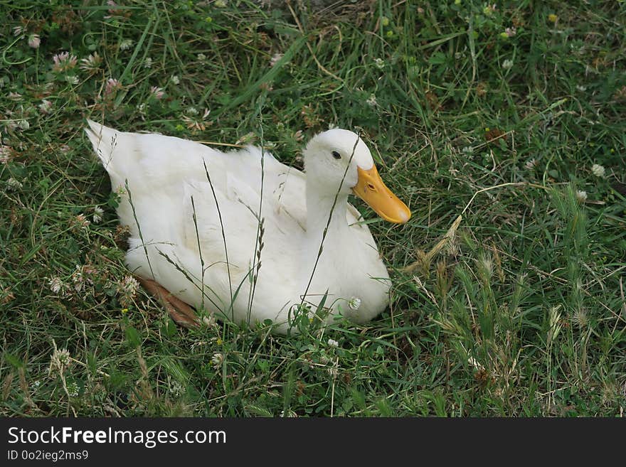 Bird, Duck, Water Bird, Ducks Geese And Swans