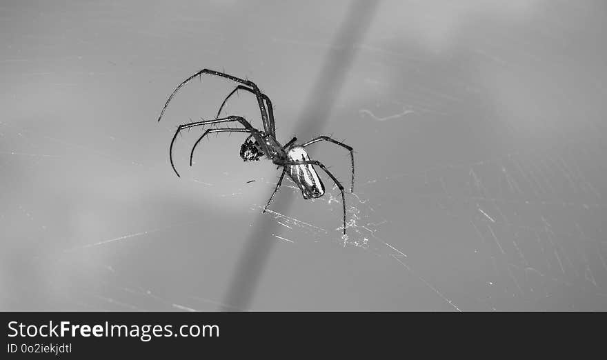 Arachnid, Spider, Black, Black And White