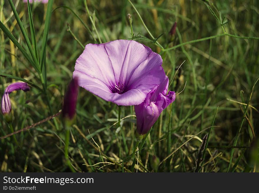 Flower, Plant, Flora, Wildflower